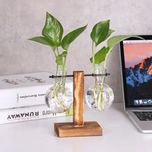 Modern Glass Bulb Vase with Wooden Stand for Hydroponic Plants