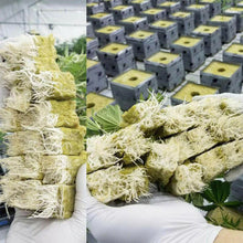 100 to 300-Pack of Seed Growing Wool Rock Cubes