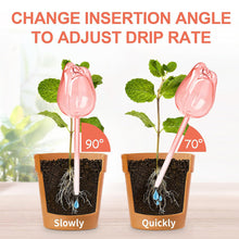 2/4 Pink Tulip Plant Watering Balls