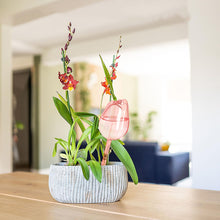 2/4 Pink Tulip Plant Watering Balls