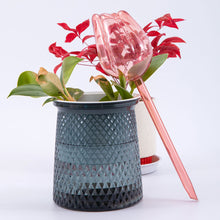 2/4 Pink Tulip Plant Watering Balls