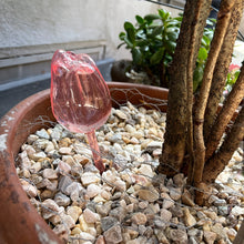 2/4 Pink Tulip Plant Watering Balls