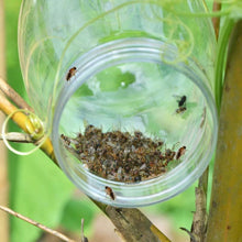 Outdoor Hanging Fruit Fly and Wasp Trap