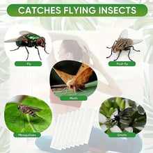 Clear Window Fly Traps