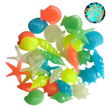 Luminous Glowing Shell Shaped Stones