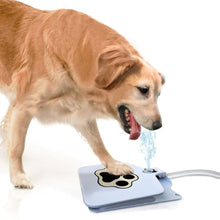 Cat and Dogs Step on Drinking Water Dispenser_7