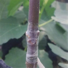 Professional Garden Pruning & Grafting Tool_10