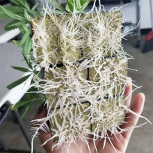 100pcs Seeding Growing Starter Wool Rock Cubes_2