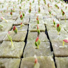 100pcs Seeding Growing Starter Wool Rock Cubes_3