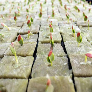 100pcs Seeding Growing Starter Wool Rock Cubes_3