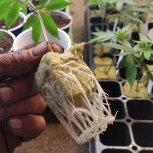 100pcs Seeding Growing Starter Wool Rock Cubes_4