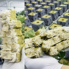 100pcs Seeding Growing Starter Wool Rock Cubes_5