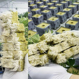 100pcs Seeding Growing Starter Wool Rock Cubes_5