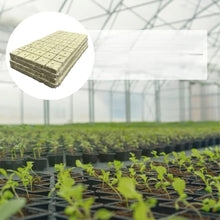100pcs Seeding Growing Starter Wool Rock Cubes_6