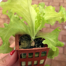 100pcs Seeding Growing Starter Wool Rock Cubes_1