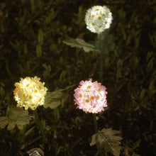 Daisy Solar Flower Light