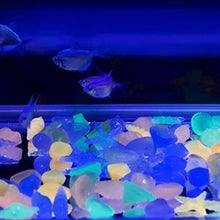 Luminous Glowing Shell Shaped Stones